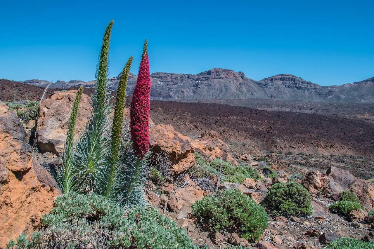 Holiday Home El Teide Icod De Los Vinos İspanya